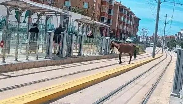Eskişehir Tramvay Raylarında Baş Belası: Başıboş At Şaşkınlık Yarattı