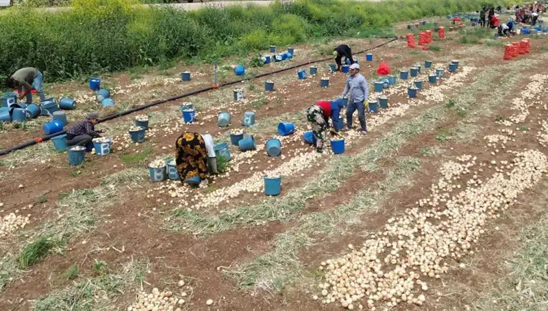 Soğan Hasadı Başladı: Fiyatlar Düşüşe Geçti, Pazarların Yüzü Güldü!