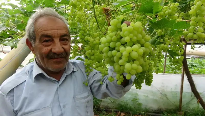 Zirai Don Meyve Fiyatlarını Alt Üst Etti: İlk Ürünler 250 TL'den Satışta