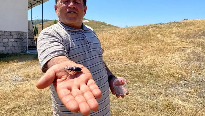 Sivas'ta Görülen Bu Böceği Öldürmenin Cezası Şaşırtıyor: 557 Bin TL