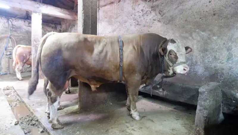 Dünyanın En Büyük Elması: 1 Ton 200 Kilo! Dikkat Çeken Fiyatıyla Göz Dolduruyor