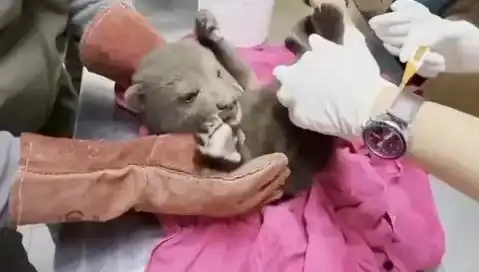 Karabük'te Yavru Bozayı Bulundu: Doğa Koruma Mücadelesinde Önemli Bir Gelişme