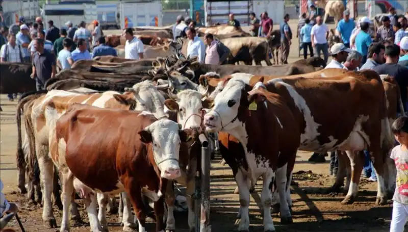 2025 Kurbanlık Fiyatları Açıklandı: Şehir Şehir Canlı Kilo Değerleri