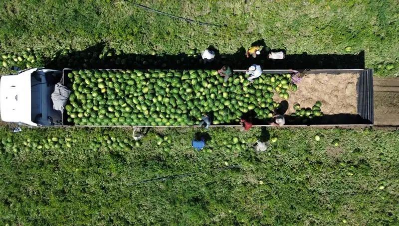 Bafra Ovası'nda Karpuz Rekoltesi: 94 Bin 500 Ton Bekleniyor