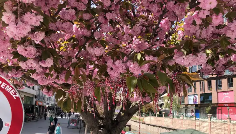 Süs Erik Ağaçlarına Martenitsa Geleneği: Baharın Müjdecisi
