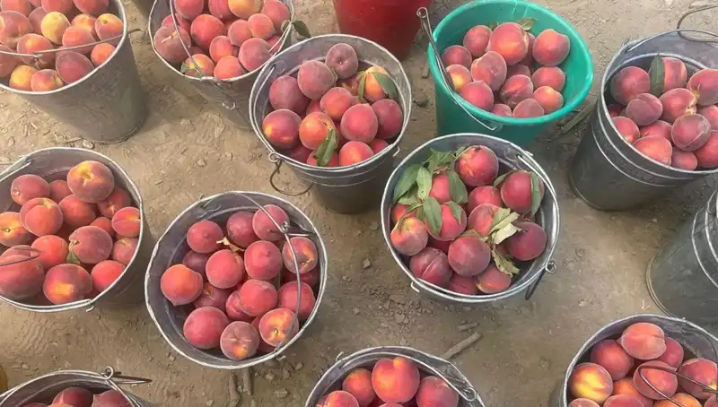 Çiftçiler Hasat Zamanı Sevinci Yaşıyor: 100 Lira Kilogram Fiyatı