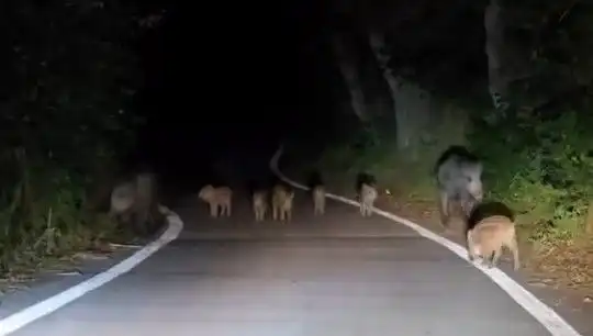 Elazığ'da Domuz Sürüsü Yolda Şaşkınlık Yarattı!