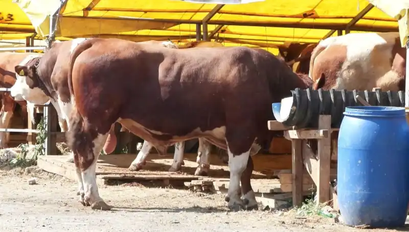 Kurban Pazarları 2023: Hayvan Seçimi ve Alım Satımda Dikkat Çeken Hareketlilik