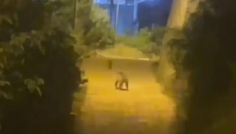 Gümüşhane Şehir Merkezinde Ayı Paniği: Doğanın Sıcak Yüzü