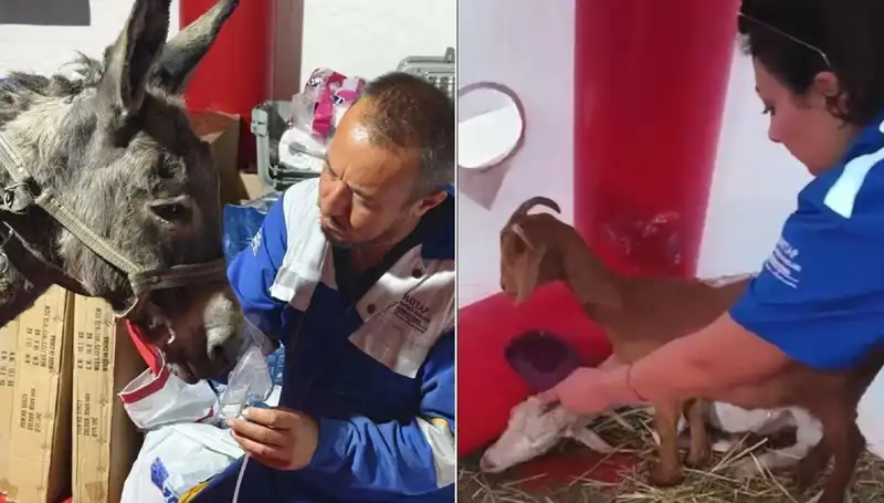 Yangından Etkilen Eşeğe Oksijen Maskeli Tedavi Uygulandığı Gelişme