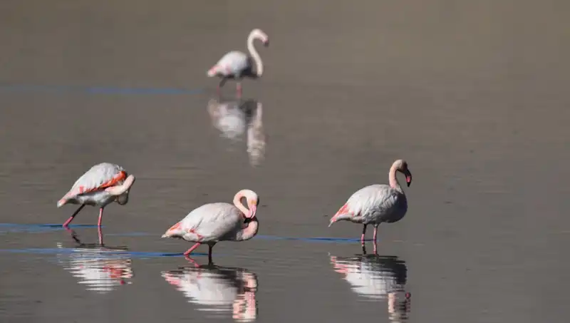 Kuş Cenneti Kuraklığa Yenik Düştü: Flamingo Sayısı Alarm Veriyor!