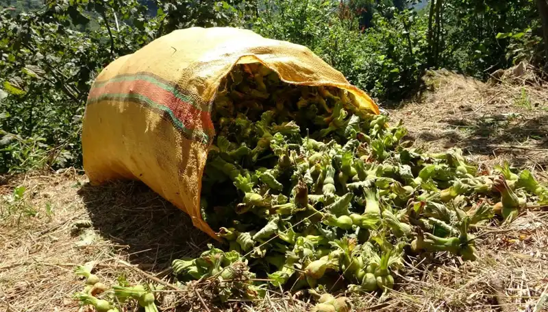 Giresun’da Fındık Hasadı Coşkuyla Başladı, Üreticiler Umutlu Bekliyor