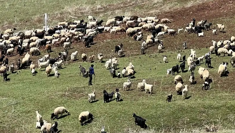 Çoban Krizi Büyüyor: 70 Bin Lira Maaşı Yetmiyor mu?