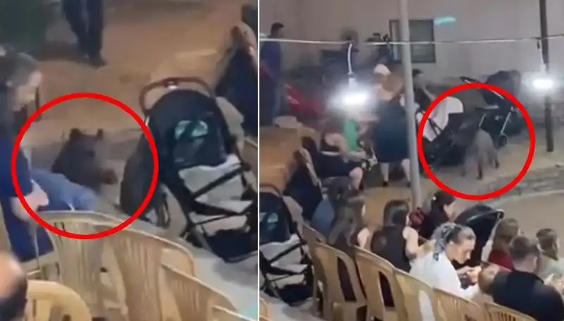 Düğün Eğlencesine Dalan Yaban Domuzu: Tüm Davetlileri Korkuttu!
