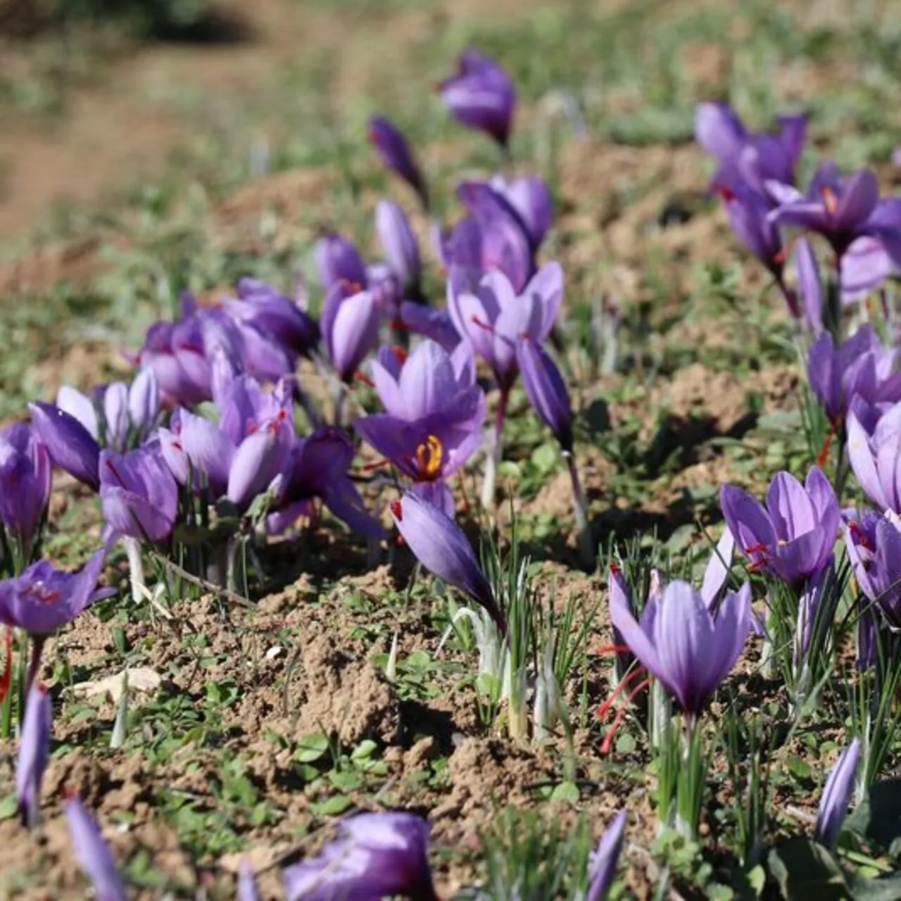 Karabük’te Tıbbi Aromatik Bitki Üretiminde Dönüm Noktası: Verim ve Kalite Artışı Sağlandı