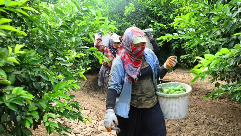Marketlerde Fiyat Alarmı: Kilo Fiyatları 150 Lira Sınırını Aştı!