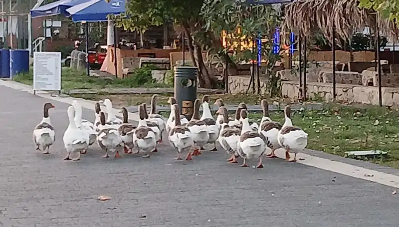 Kazların Korkunç Sonu: Denizde Yüzdüler, Kümese Kapandılar
