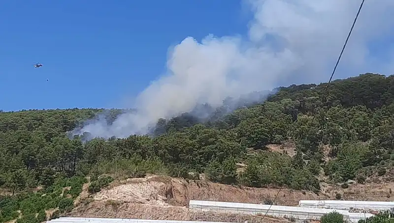 Kumluca'da Orman Yangını: Doğa ve Hayvanlar Tehlikede
