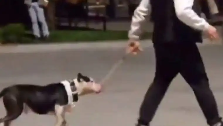 Ağızlıksız Pitbull, Başka Köpeklere Saldırdı: Sahibi Şoke Dönüşen Gelişme!
