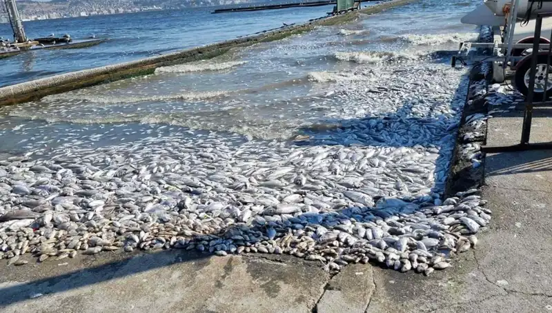 İzmir Körfezi'nde Temizlik Seferberliği: Doğal Güzellikler Yeniden Ortaya Çıkıyor