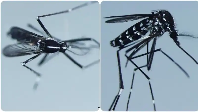 Chikungunya Virüsü: Belirtileri ve Etkileri Hakkında Her Şey