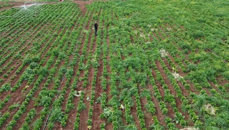 Kuraklık Marul Hasadını Olumsuz Etkiledi: Çiftçiler Neler Yaşıyor?