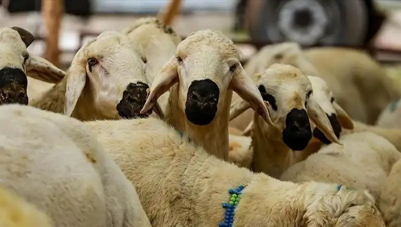 Kurban Bayramı Ne Zaman? 2023 Bayram Tatili Süresi Belli Olacak mı?