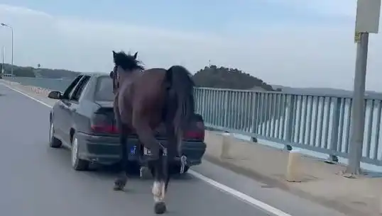 Adana'da Ata Eziyet Eden Fail Tutuklandı: Sosyal Medya Tepkisi Büyüdü!