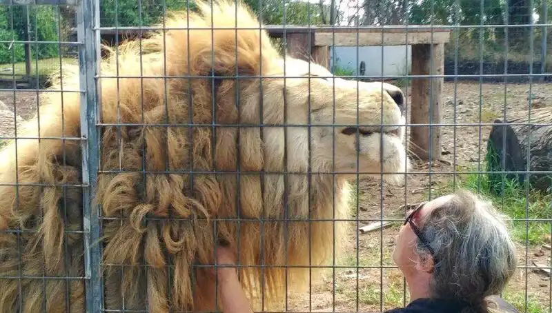 Avustralya'da Aslan Saldırısı: Kafeste Yaşanan Korkunç Olay