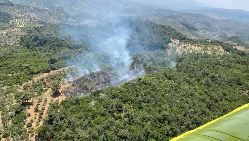 Aydın'da Orman Yangını: Yerel Yönetim ve Yangınla Mücadele Güçleri Mücadelede