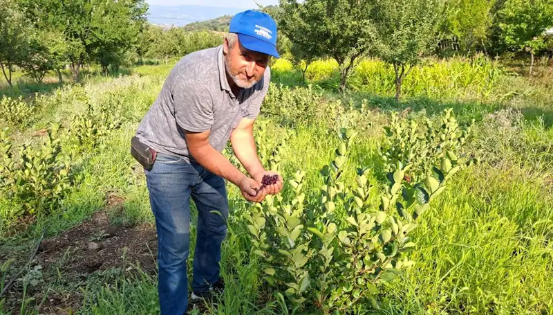 3 Yıl Önce Ektiği Fidanlar İlk Meyvelerini Verdi: Kilosu 200 Lira