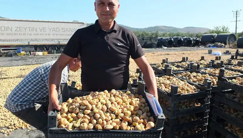Balıkesir'de Tarımsal Hasat Dönemi: Çin ve Rusya Pazarı Gözde