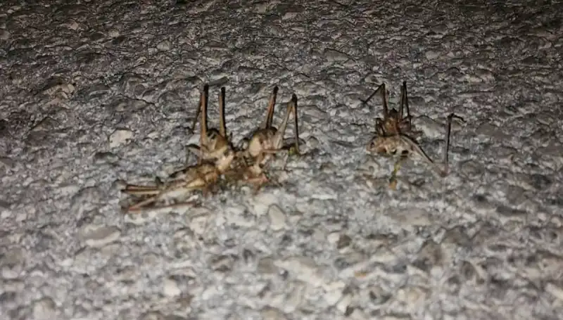 Yüzlerce Çekirge Aniden Yola Döküldü: Nedenleri ve Sonuçları